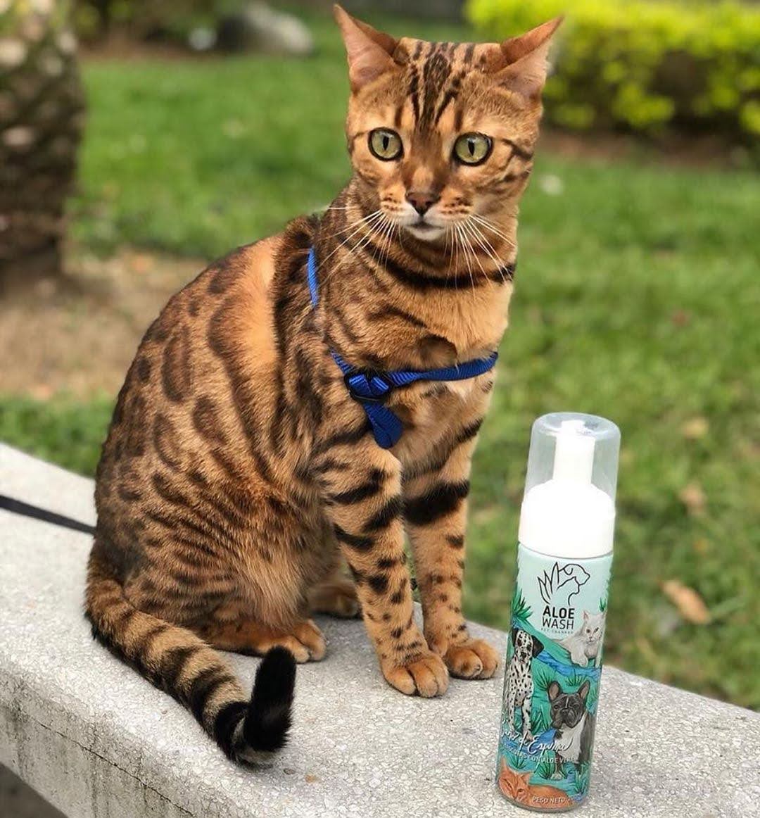 Shampoo en seco de aloe para perros y gatos — foto del producto.
